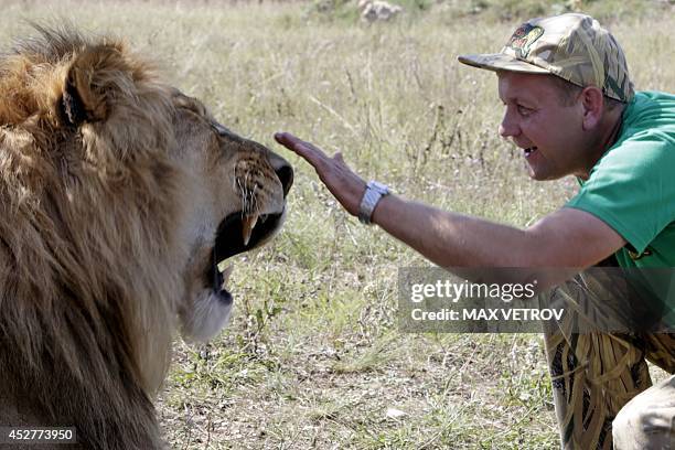 Oleg Zubkov, creator of the safari park Taygan, gestures to a lion in the park, near the city of Belogorsk in Crimea, on July 26, 2014. About 50 African lions live freely on more than 300 000 square meters of Safari park. AFP PHOTO / MAX VETROV        (Photo credit should read MAX VETROV/AFP via Getty Images)
