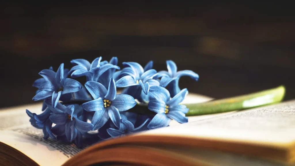 7 книжок, які допомагають пережити втрату